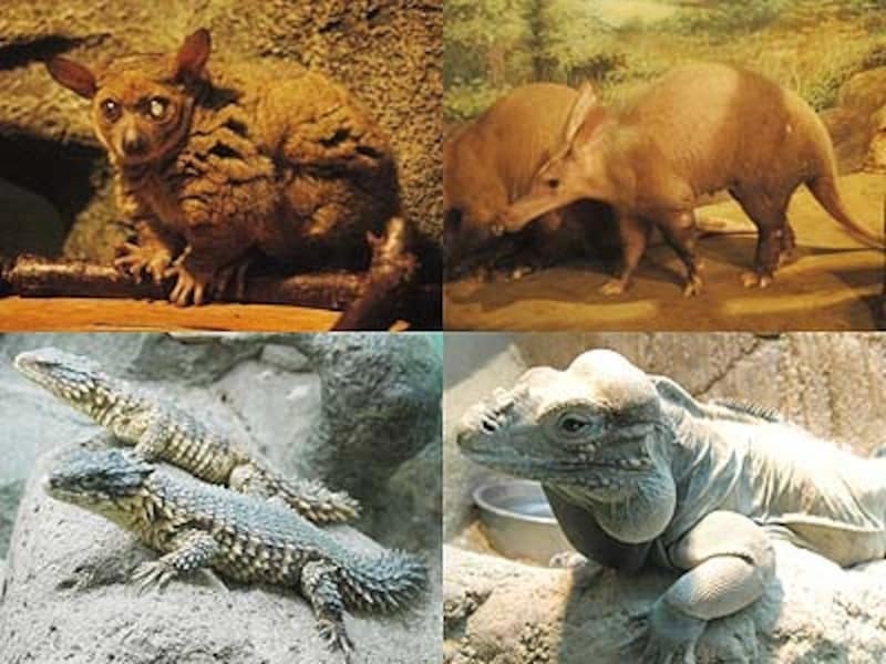 自然観察館で見られる珍獣たち。上段左からロリス科のオオガラゴ、ツチブタ、下段は左からオオヨロイトカゲ、サイイグアナ