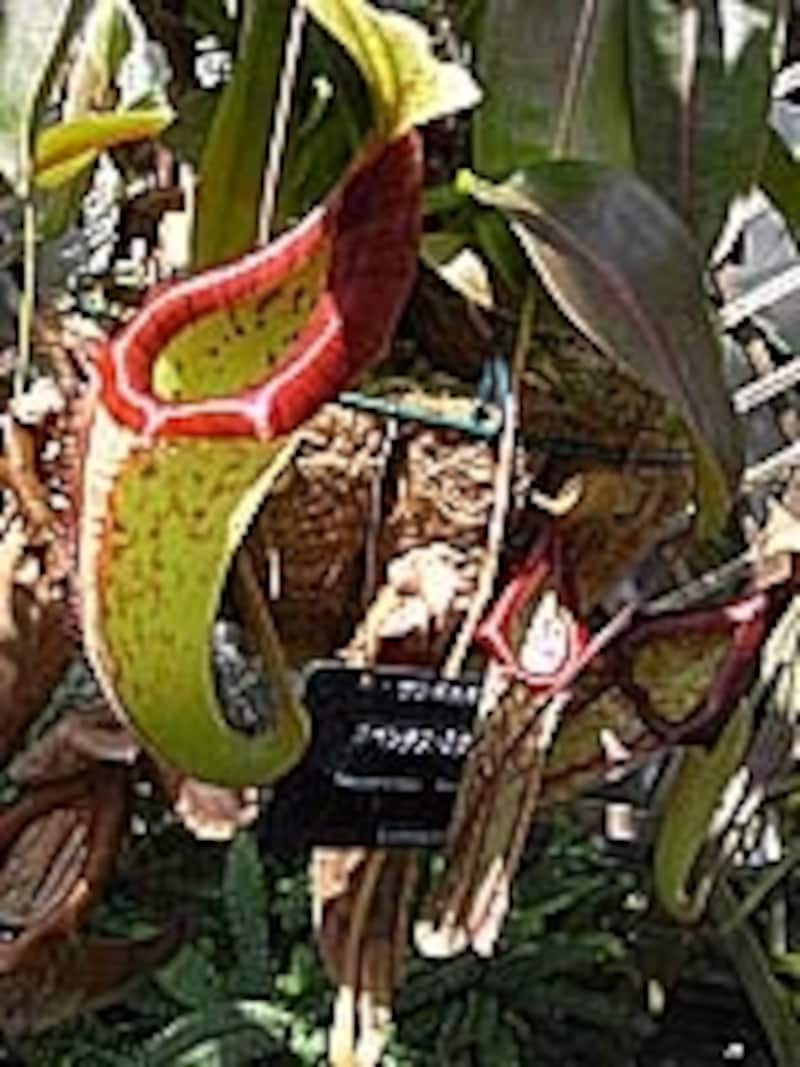 長さ30センチ以上あるビッグサイズのウツボカズラ