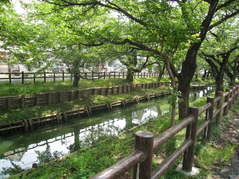 川越氷川神社の裏手、緑あふれる新河岸川。
