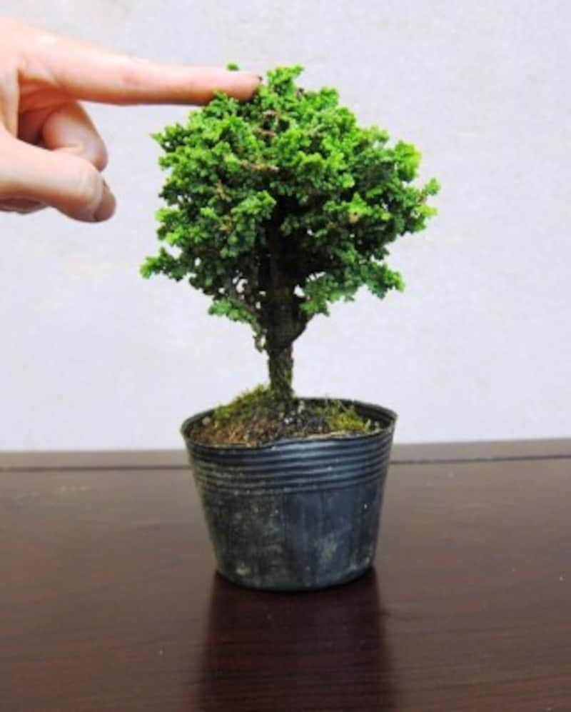 木の頂点を決める