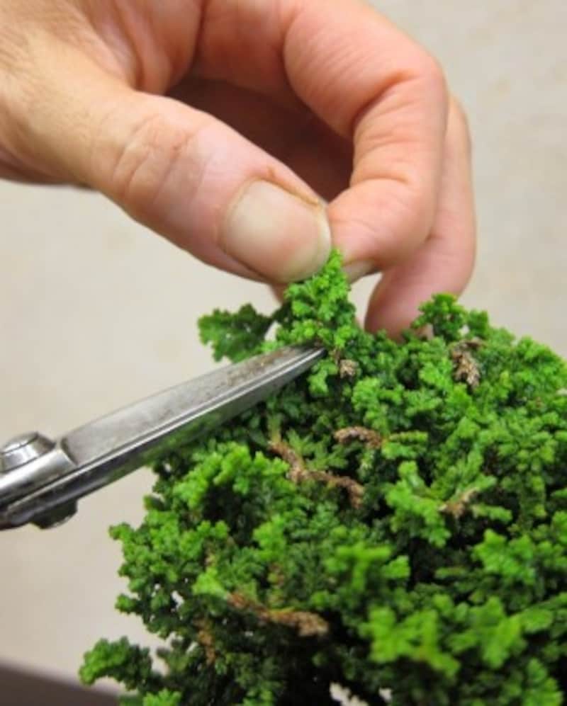 葉を巻き込んで切らないように注意しましょう。