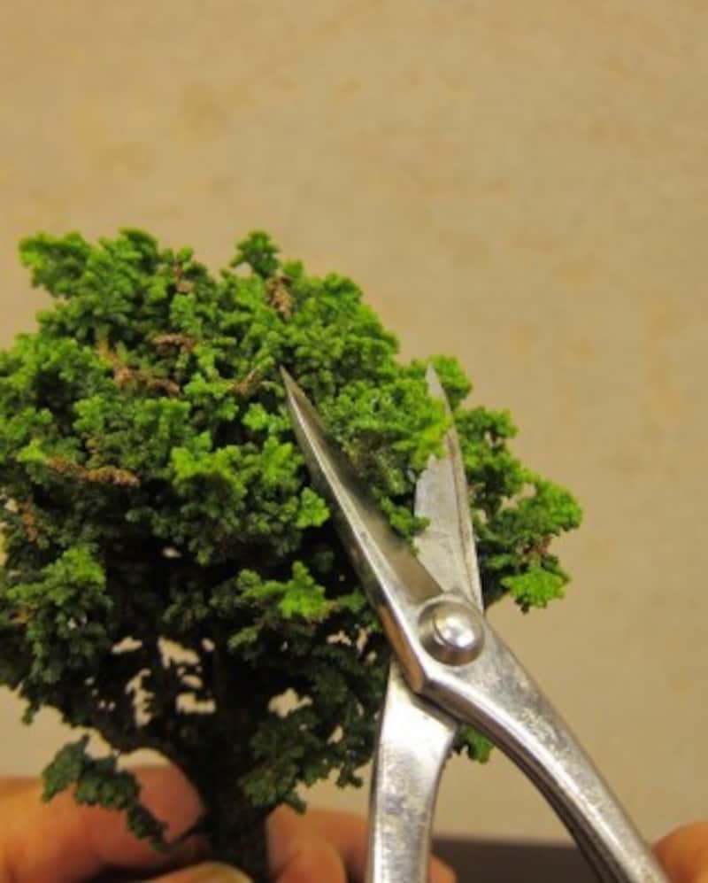 葉を巻き込んで切ってしまうと切り口が茶色になってしまいます