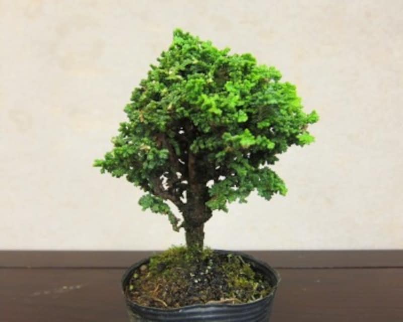 木の左斜面がシャープに