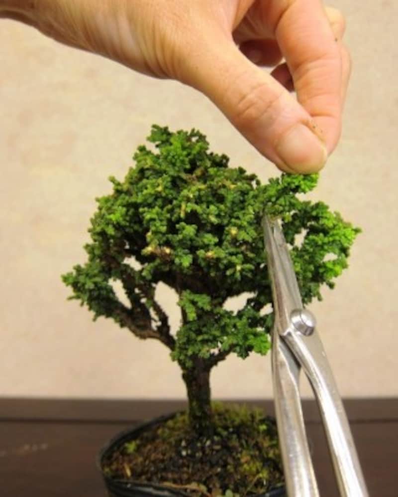 右側も枝先を剪定していきます