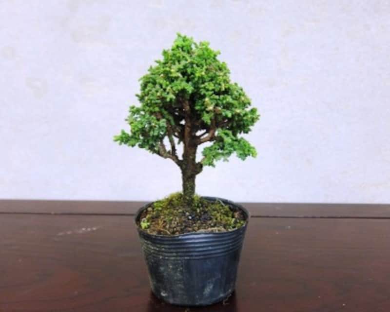 二等辺三角形に