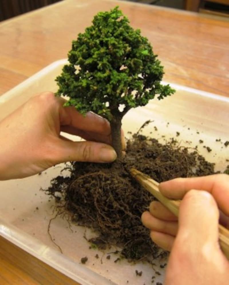 根元をじっくりほぐしましょう