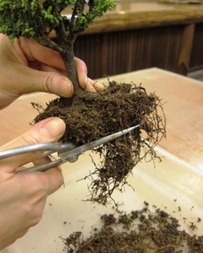 根の処理をします