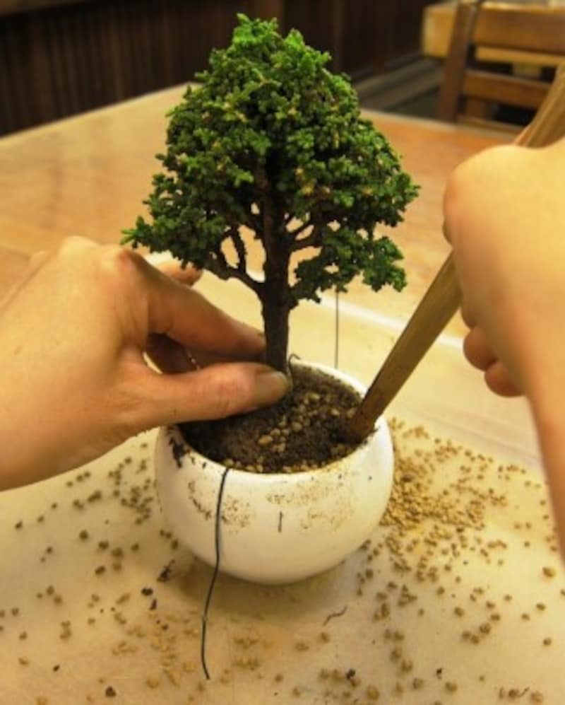 幹をまっすぐにして植え付け