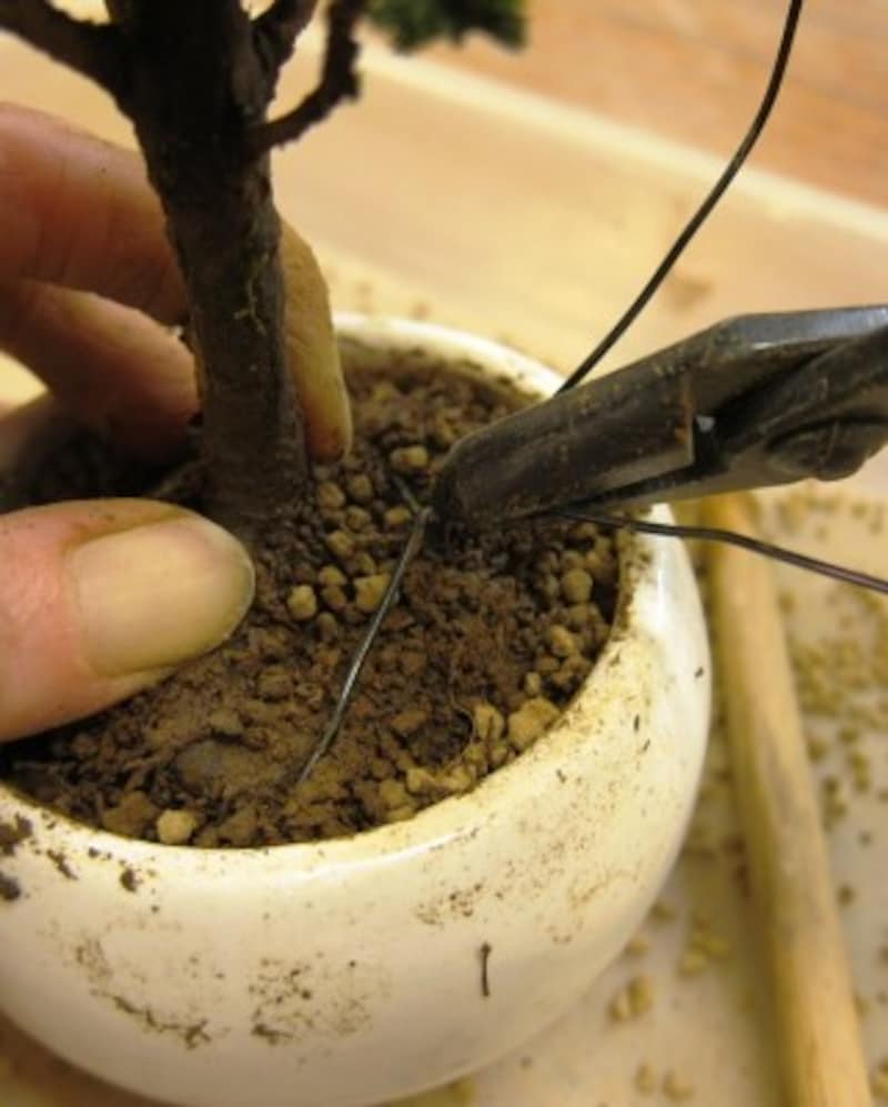 根止めの針金でしっかり株を固定