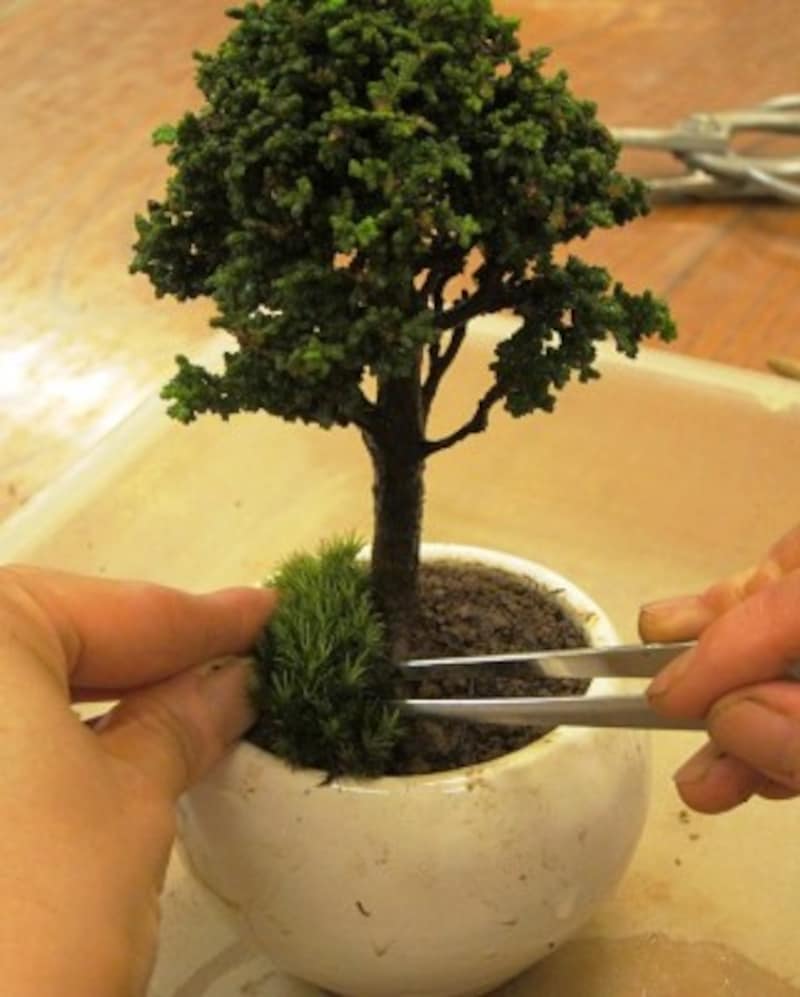 コケは用土が見えないように隙間なく