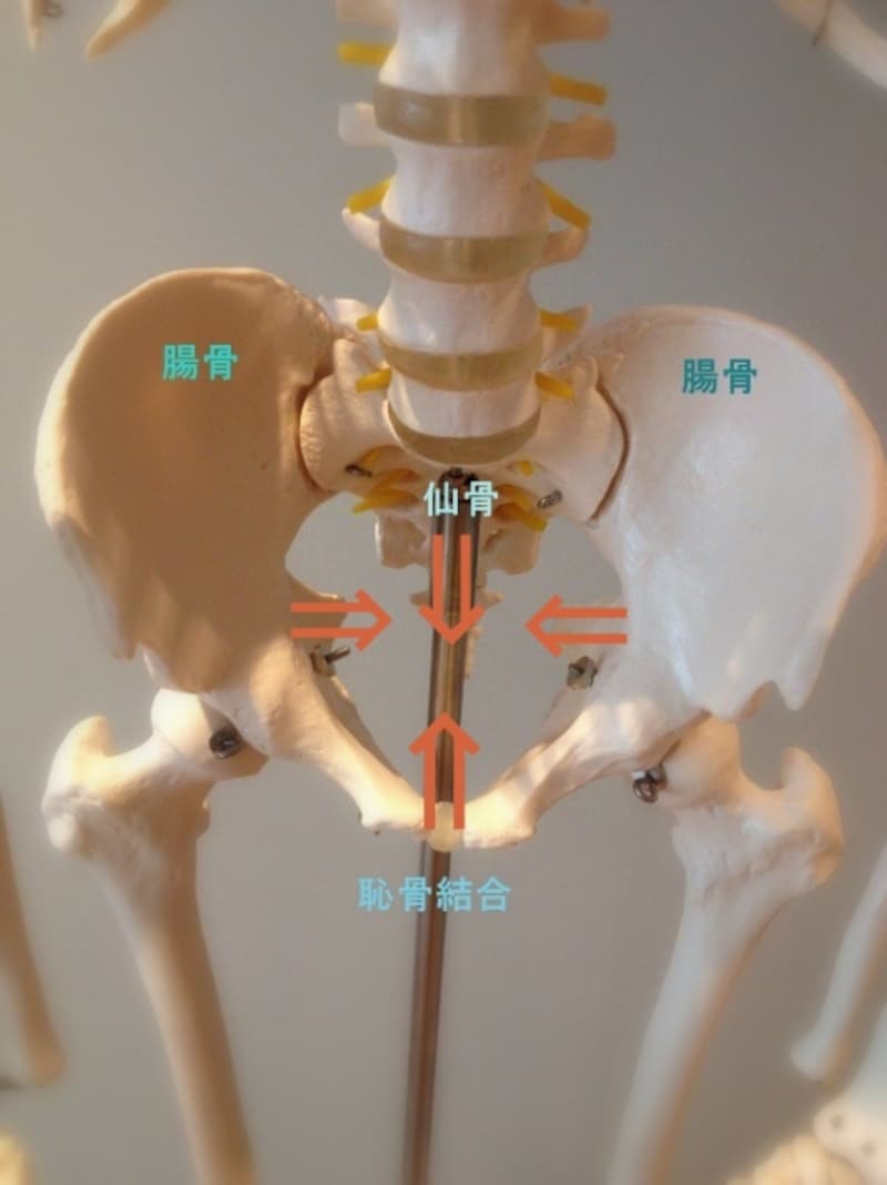 4つの骨をセンターへと近づけましょう