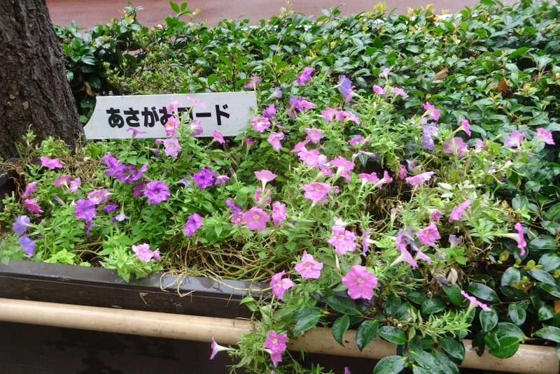 なんとも美しい光景だ