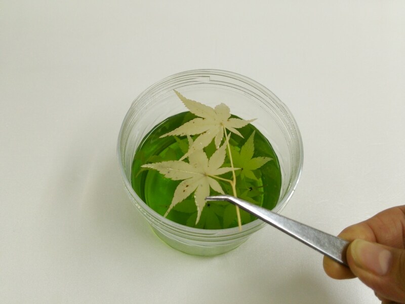 もみじのプリザーブドフラワー