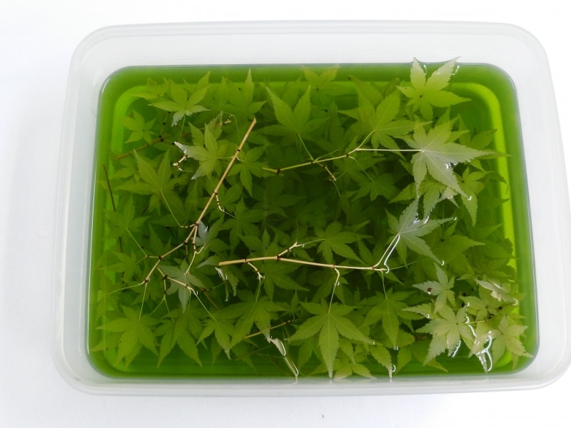 もみじのプリザーブドフラワー