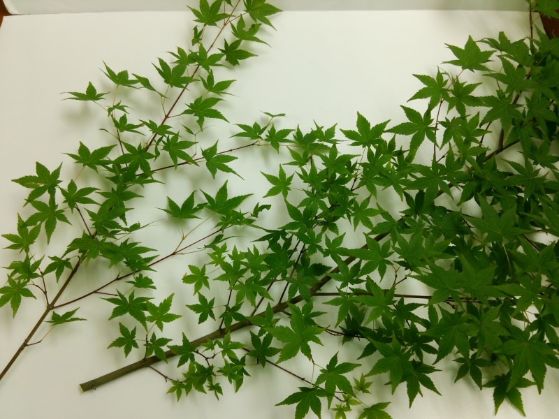 もみじのプリザーブドフラワー