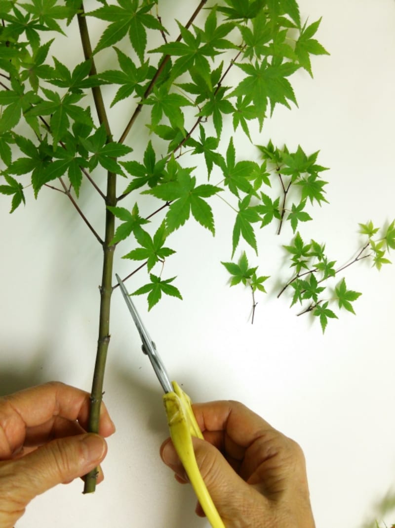 もみじのプリザーブドフラワー