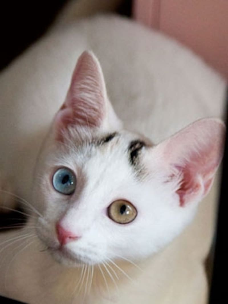 左右の目色が違う オッドアイ 猫の秘密 タッキのブログ
