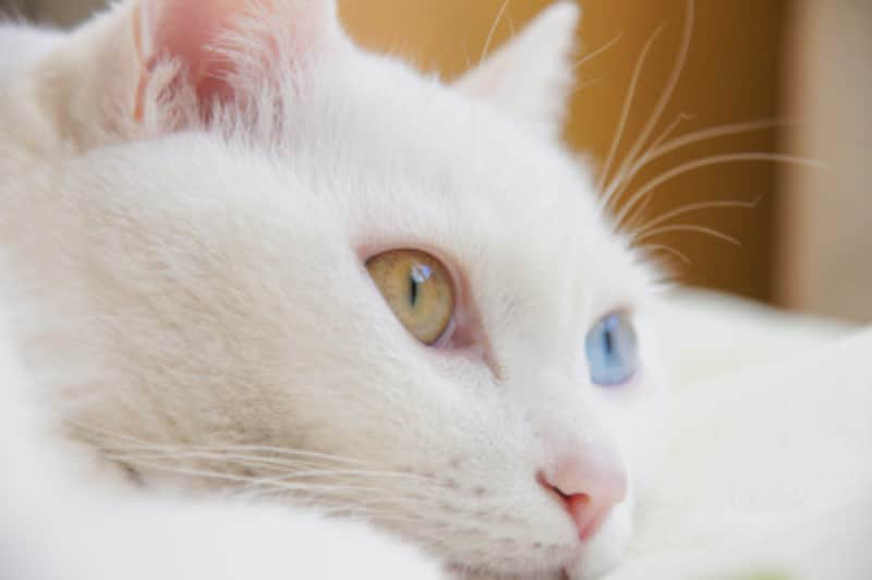 オッドアイの猫は幸運を招く 左右の目の色が違う猫の秘密とは 猫 All About