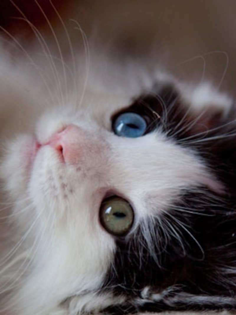左右の目色が違う オッドアイ 猫の秘密 タッキのブログ