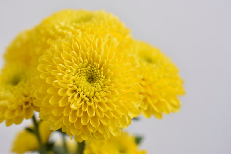 後の雛・秋の雛 9月9日の重陽の節句(菊の節句)は、五節句のひとつ