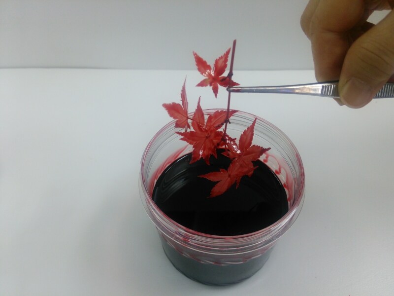 もみじのプリザ加工