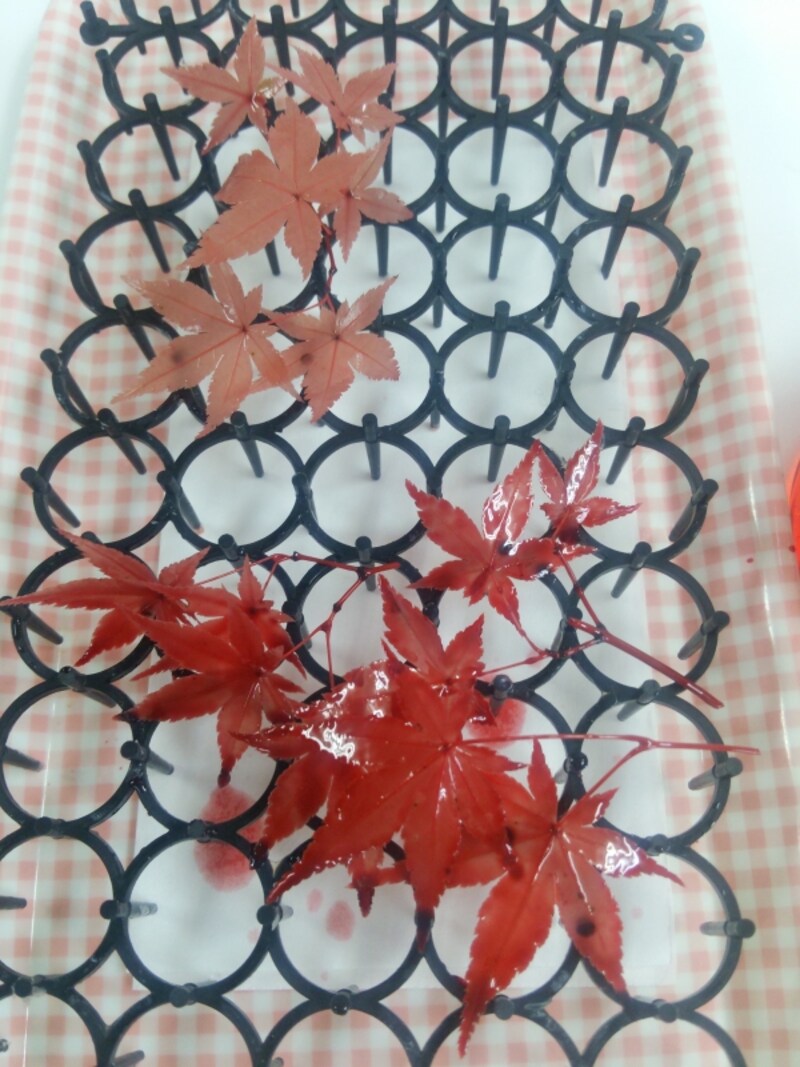 もみじのプリザ加工