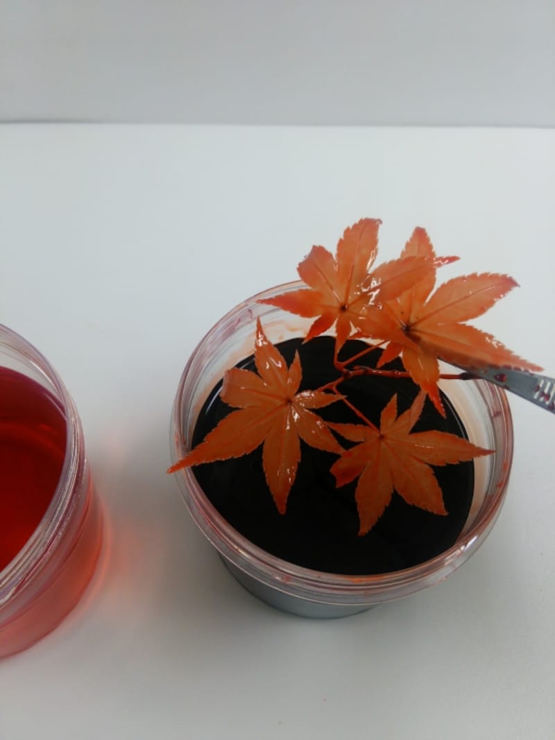 もみじのプリザ加工