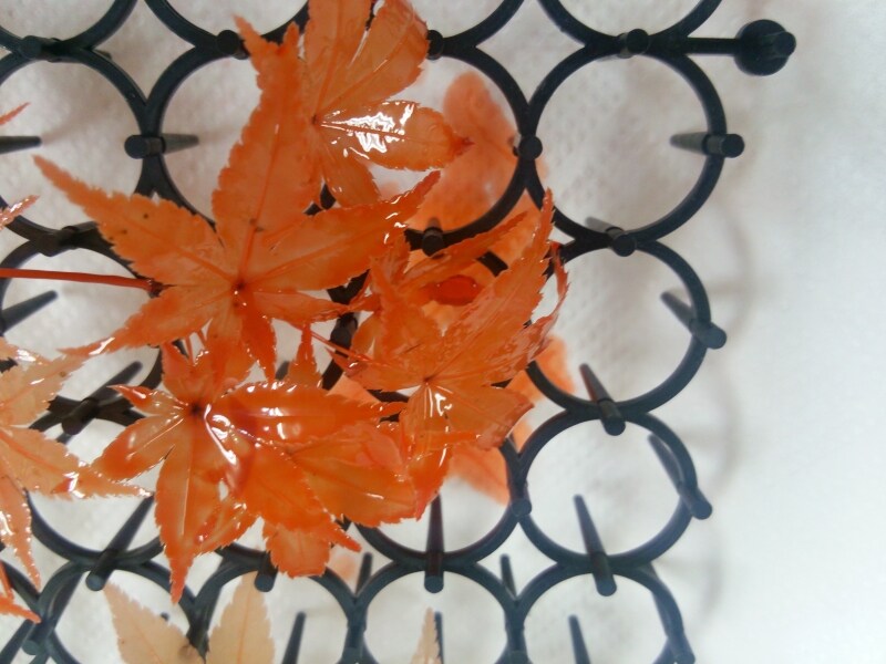 もみじのプリザ加工