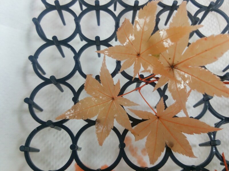 もみじのプリザ加工