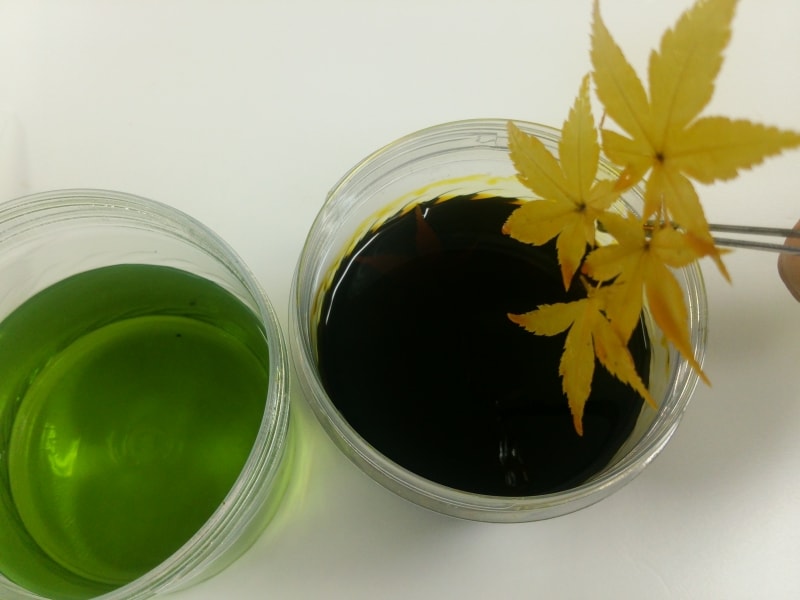 もみじのプリザ加工