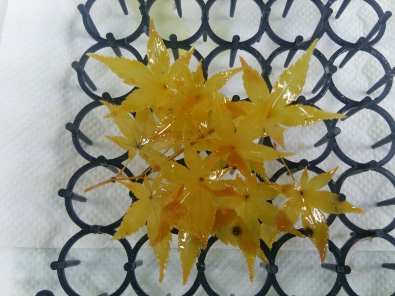 もみじのプリザ加工