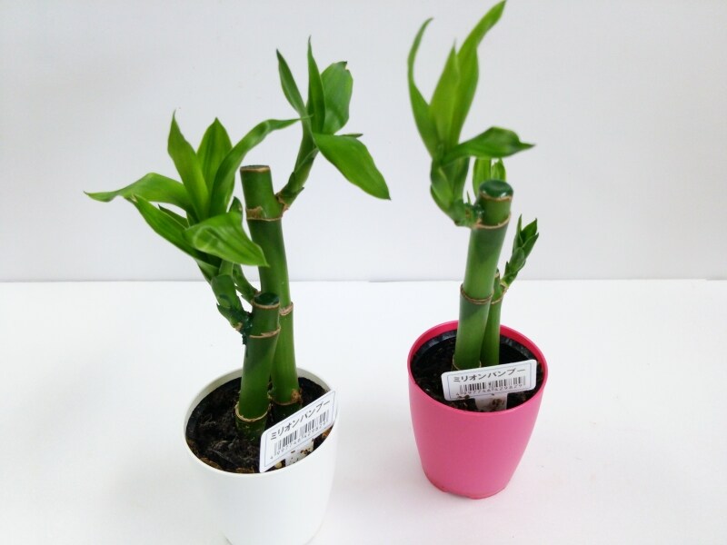 もみじのプリザアレンジメント