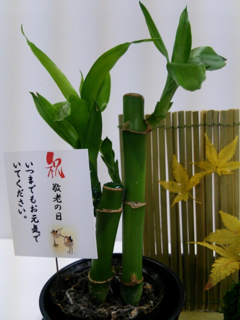 もみじのプリザアレンジメント