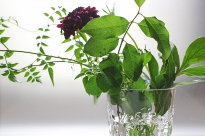 光 を見極めることが 植物の美しさを引き出すカギ 写真撮影 All About