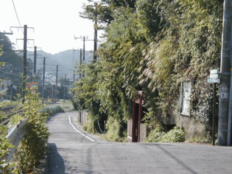 ススキの穂が揺れる初秋の散歩道