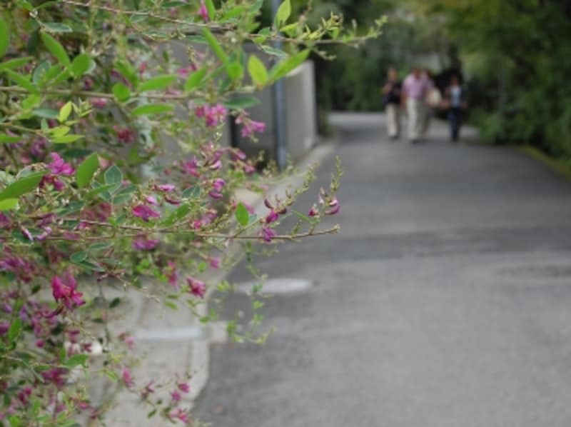 海蔵寺を目指して谷戸の奥へ
