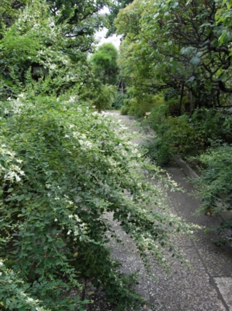 鎌倉の「萩寺」、宝戒寺の白萩