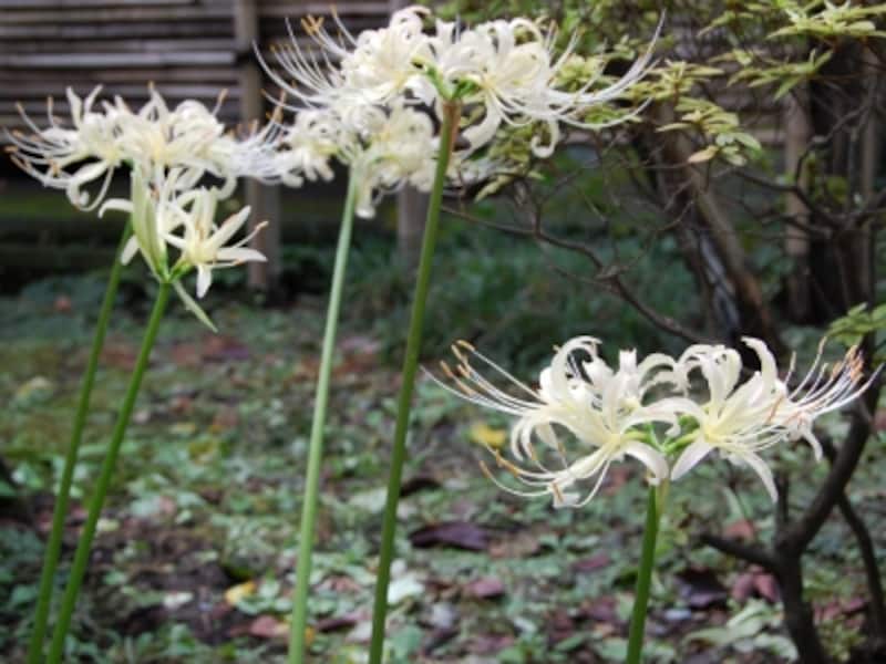 白いヒガンバナ