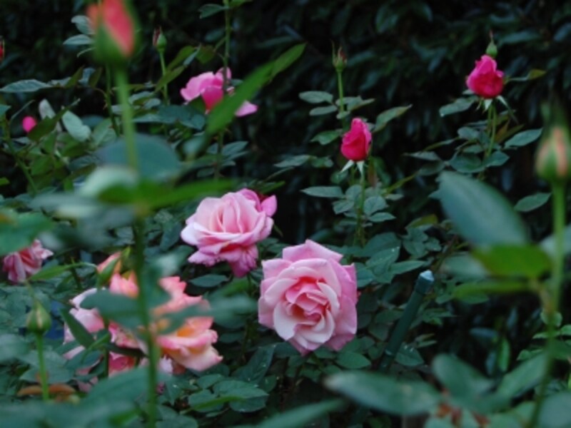 鎌倉文学館の秋バラ