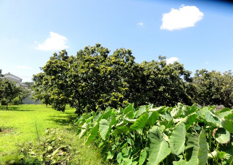 商店街ではない住宅街や農地もある