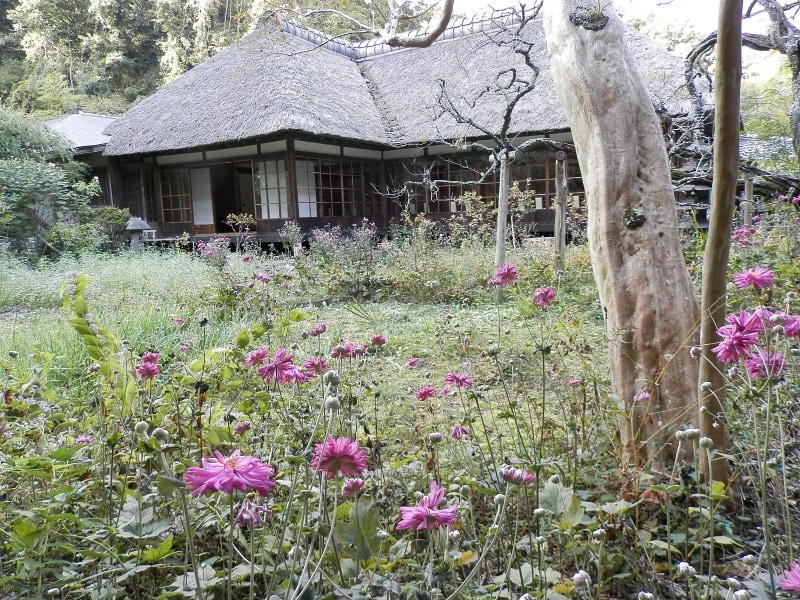 シュウメイギク咲く浄智寺の庭園