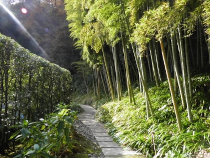 長寿寺裏手の竹林