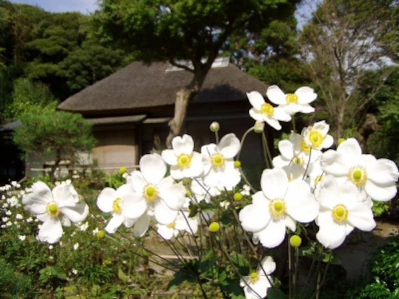 白いシュウメイギクが清楚に咲く浄智寺