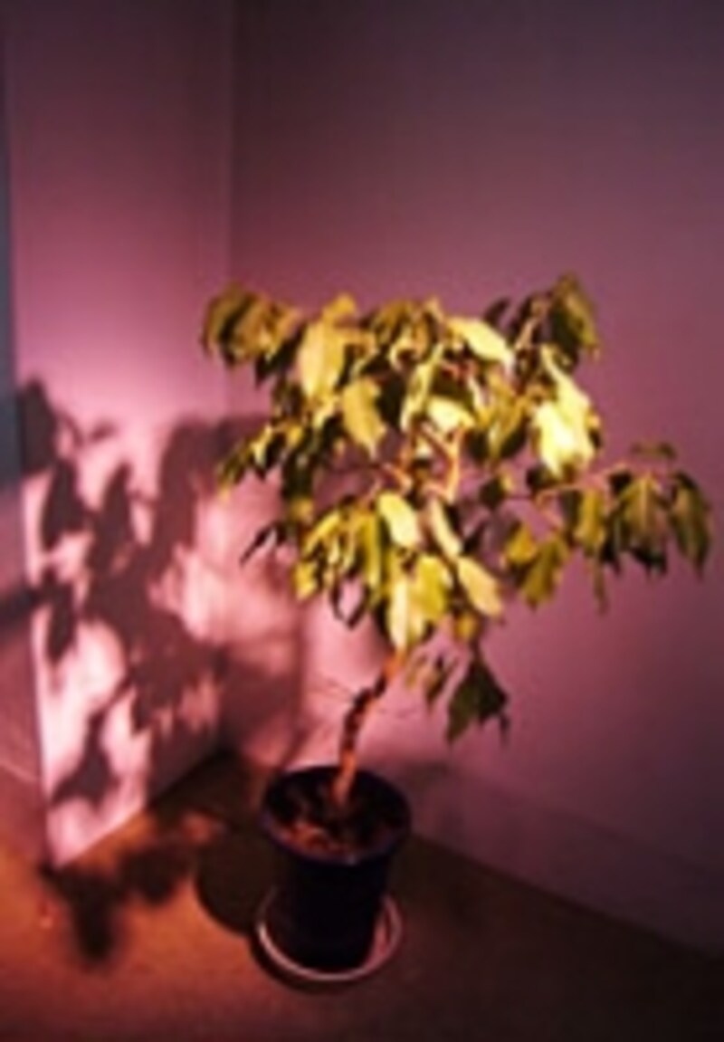写真1.植物の育成を促す光（イメージ）