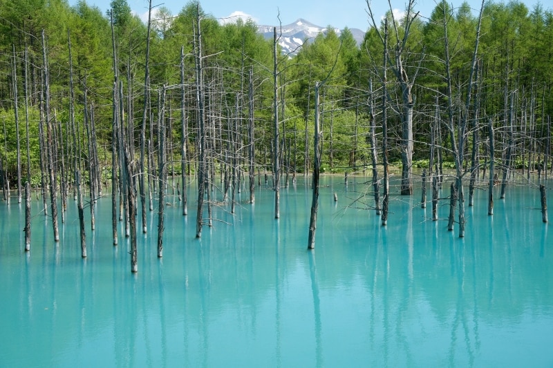 美瑛町の「青い池」