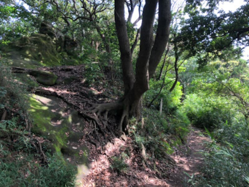 真っ直ぐの道と、左手の岩の上への道が分かれる
