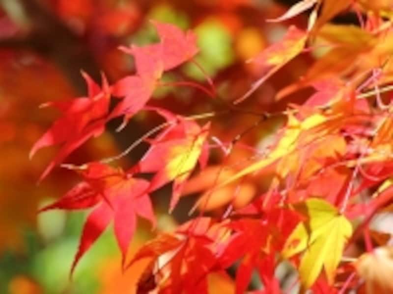 紅葉のイメージ画像