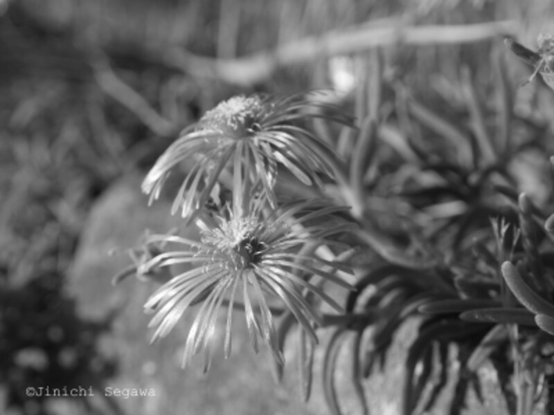 モノクロ写真は簡単でいて美しい 写真撮影 All About モノクロ写真は簡単でいて美しい 写真撮影 All About