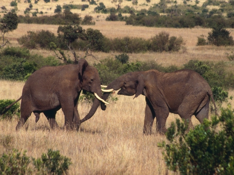 2elephants