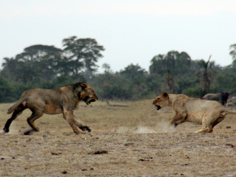 amboseli